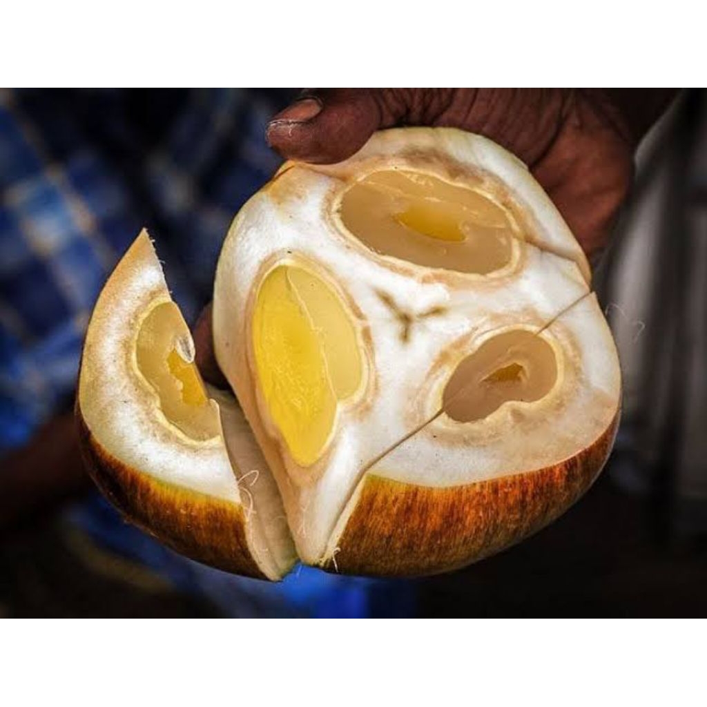 

Buah Lontar Big Super,Muda Kenyal,Hanya Dipetik Stelah Anda Pesan(Kesegaran Tahan 10-15 hari) Satu Buah Utuh/Fres Segar Aman Kirim Kemana Saja