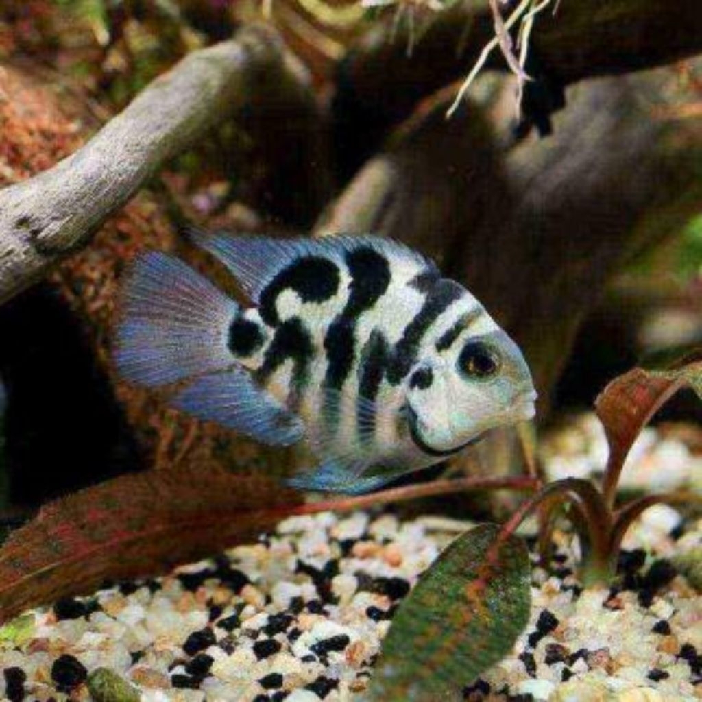 gambar ikan blue parrot isi 3