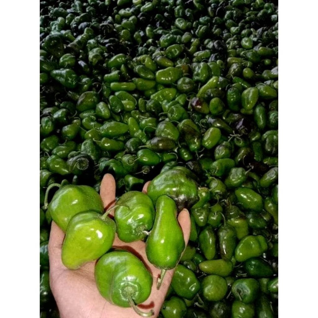 

CABE GENDOT SUPER 1KG ISI 28-30 BUAH