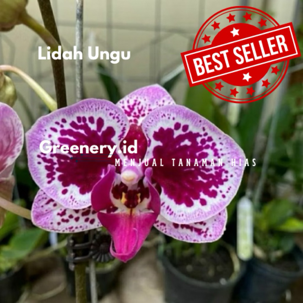 Anggrek bulan siap berbunga dewasa/spike - anggrek bulan lidah ungu