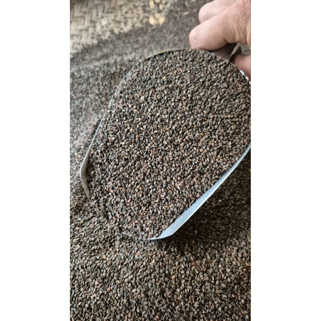 

WIJEN HITAM/ANEKA REMPAH/HERB&SPICES/BUMBU OLAHAN/MAKANAN TAMVAHAN