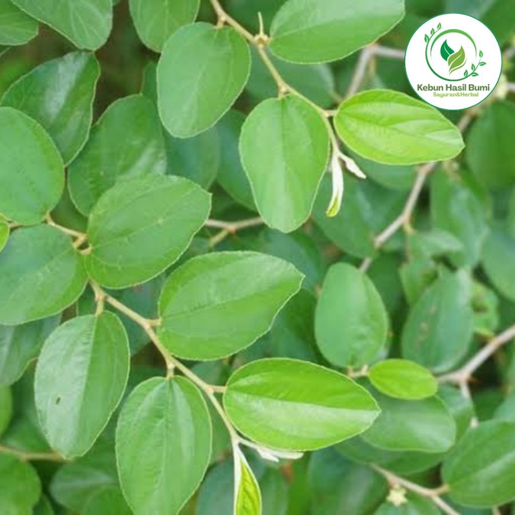 

Daun Bidara Segar Banyak Manfaat