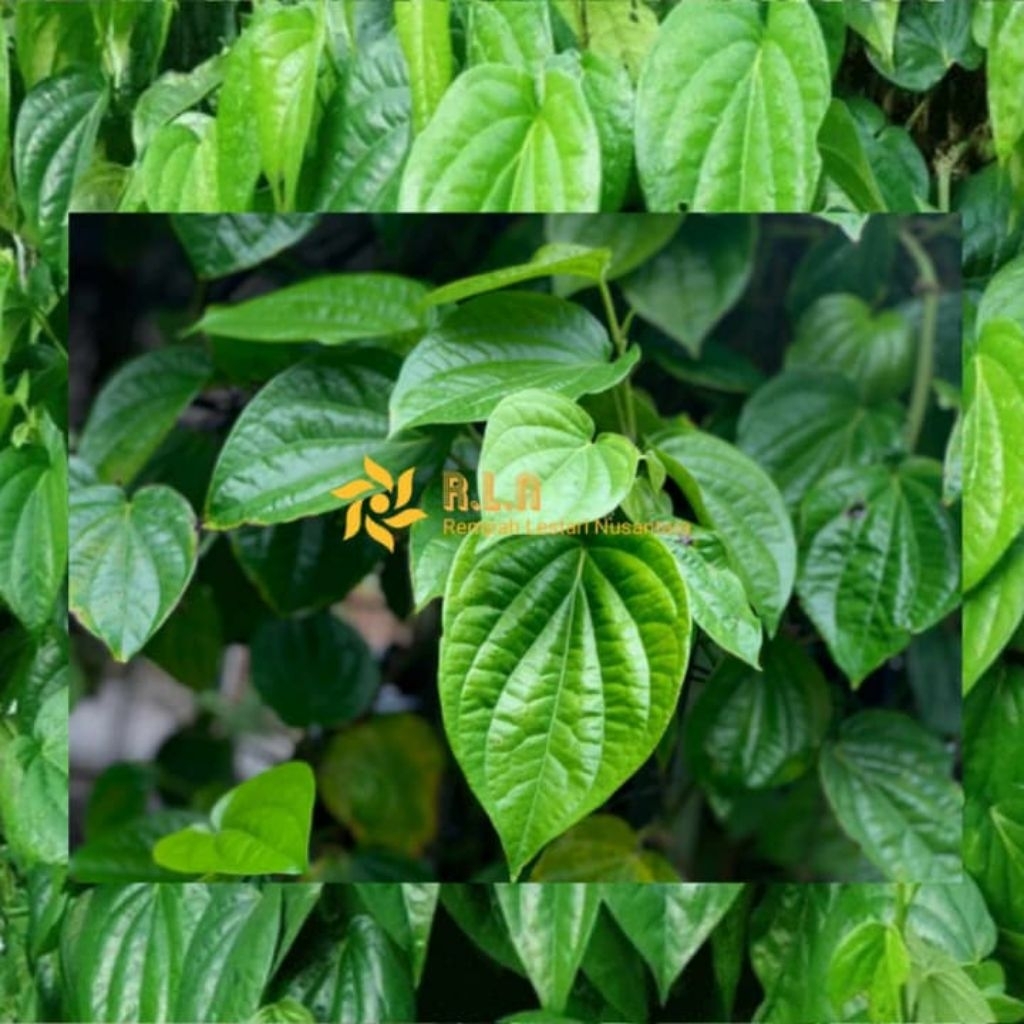 

Daun sirih | sirih segar | daun sirih segar 50 lembar | daun sirih segar dan fresh