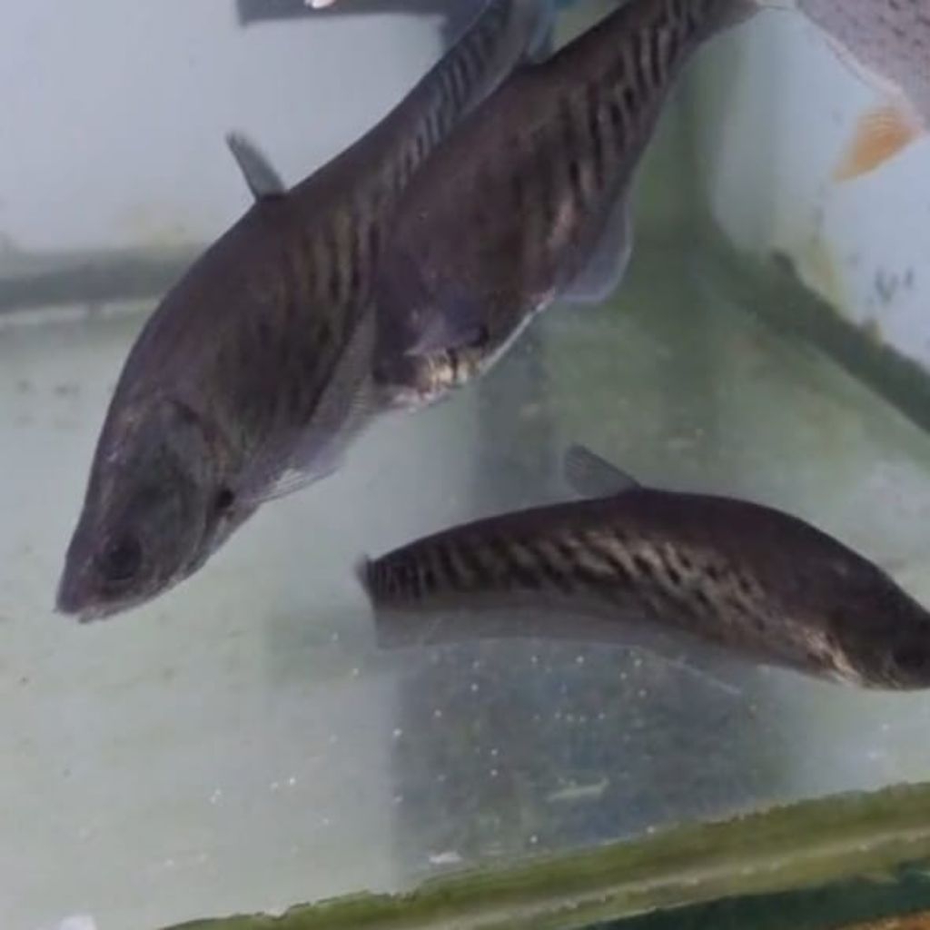 Belida Royal, Tankmate Rare KHUSUS OJOL