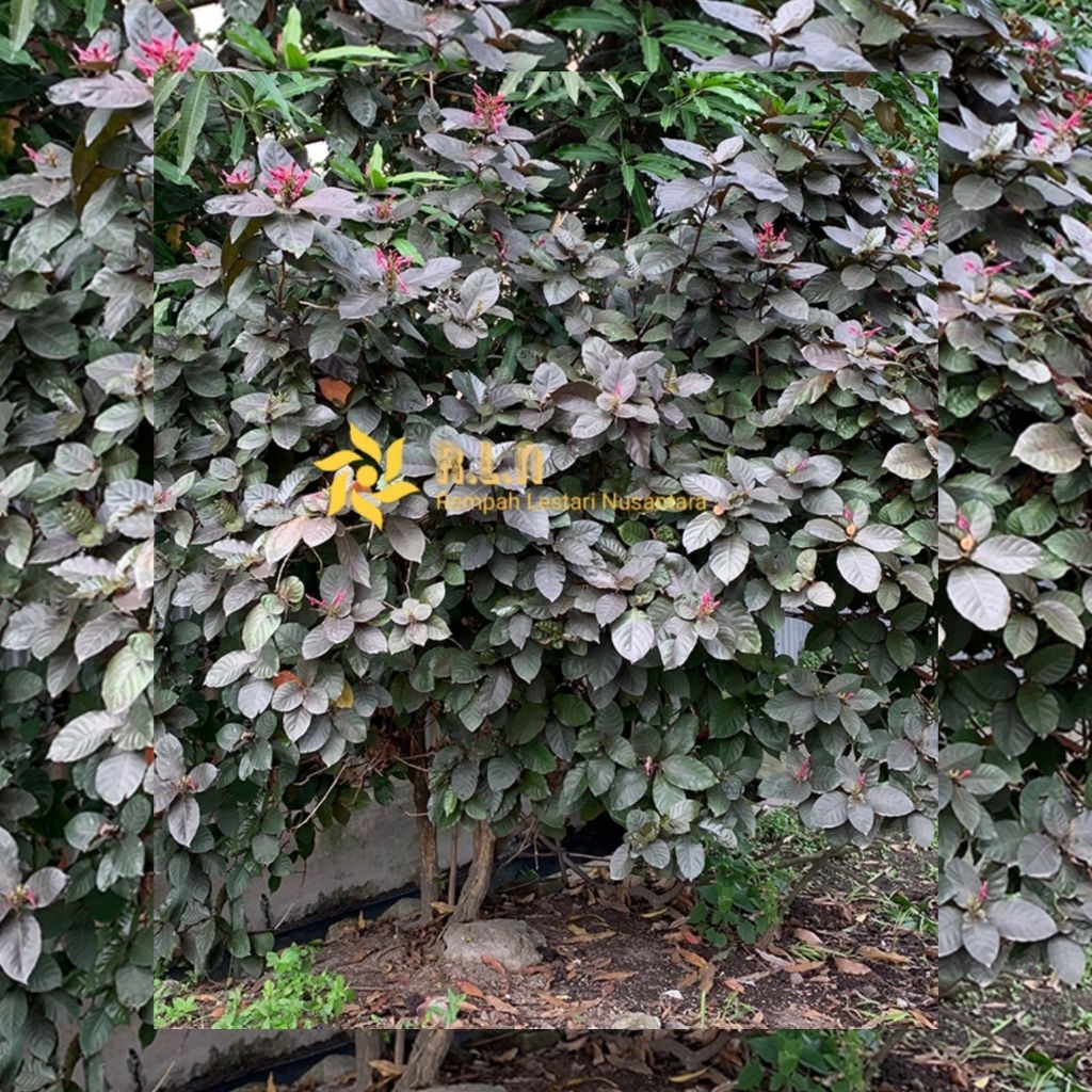 

Daun handeuleum | daun ungu segar | daun kopi hideung