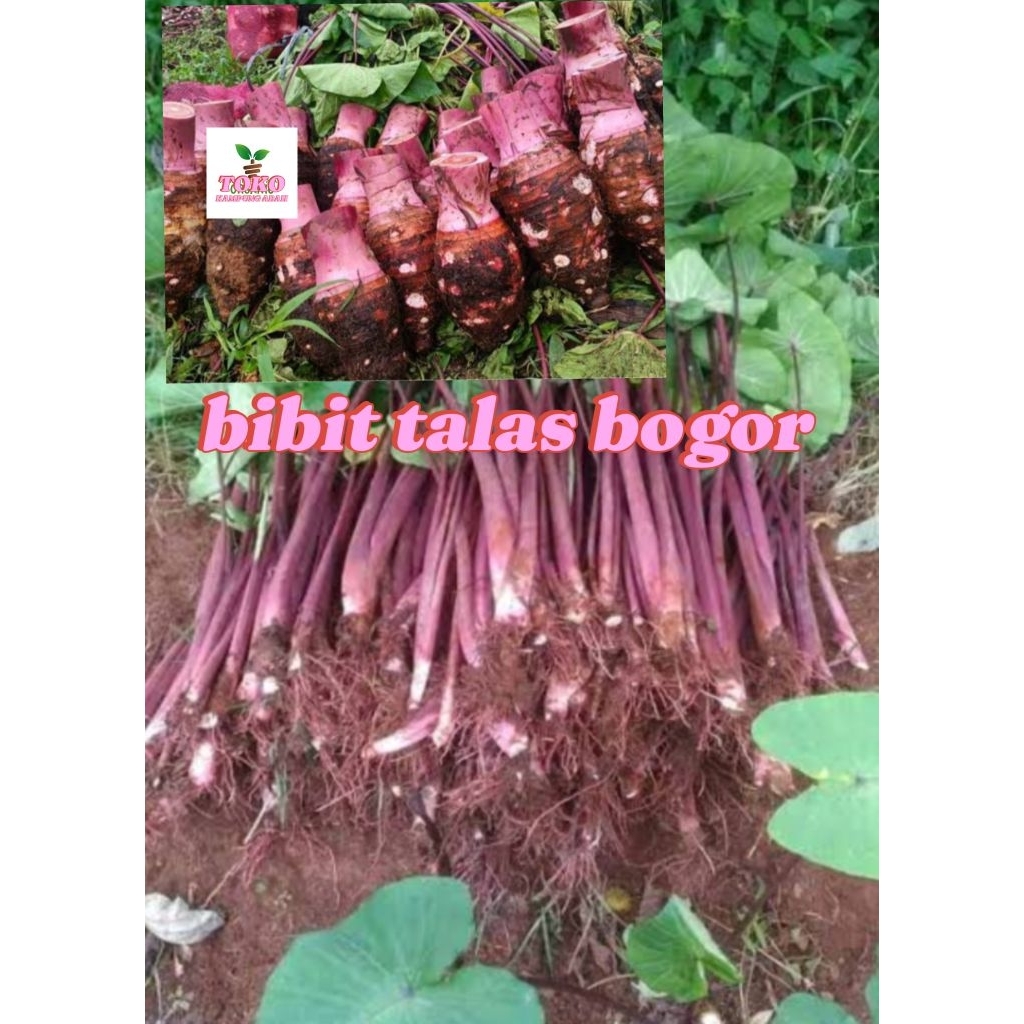 benih talas bogor ungu