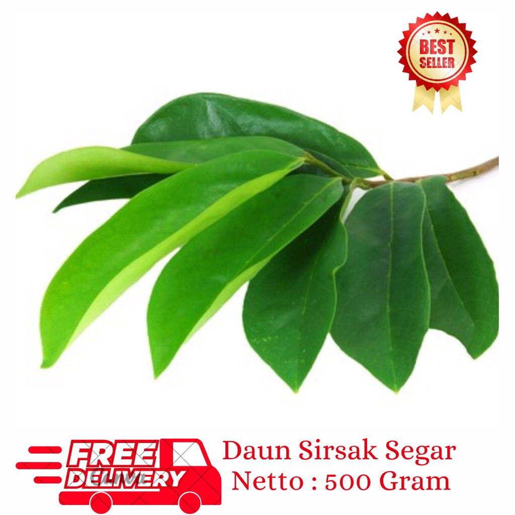

New Promo Daun sirsak 500gr Kondisi Segar Bukan Kering