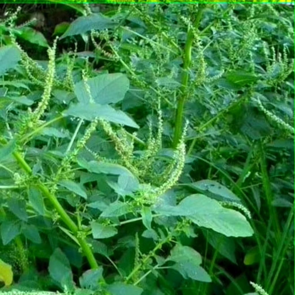 

DAUN BAYAM DURI/BAYAM HUTAN