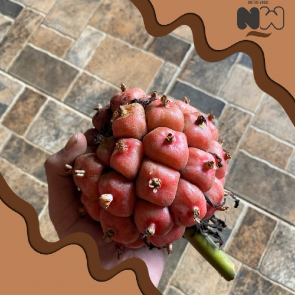 

buah Kecombrang / buah Honje / Asam Cikala 500gr - 1Kg