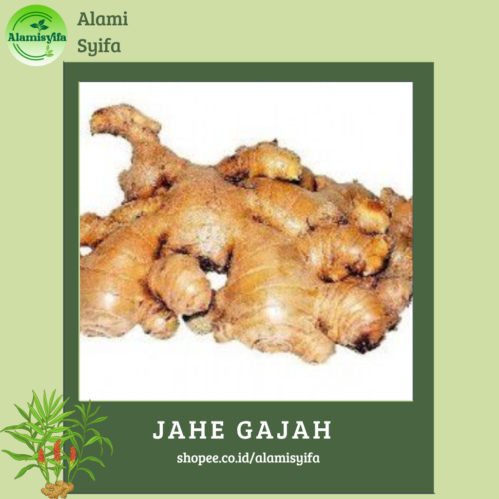 

Jahe Gajah Fresh Jahe Gajah Bersih Alami 250 gram