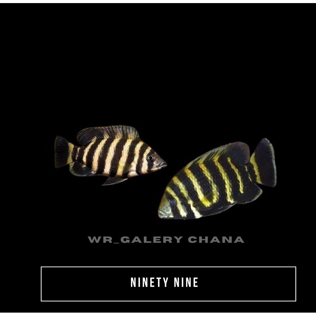 Ikan ninety nine ikan 99 akuarium dan aquascape