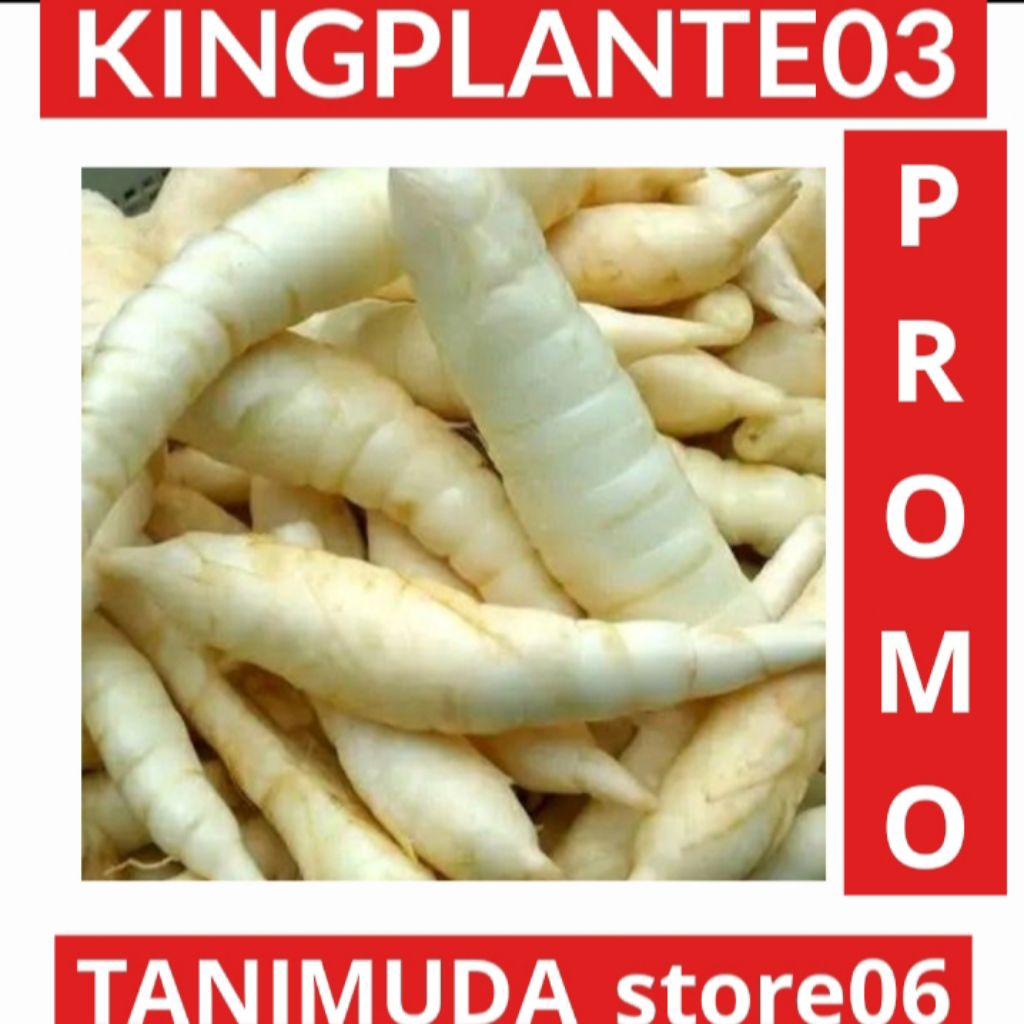 

UMBI GARUT 1KG UMBI LANGKA