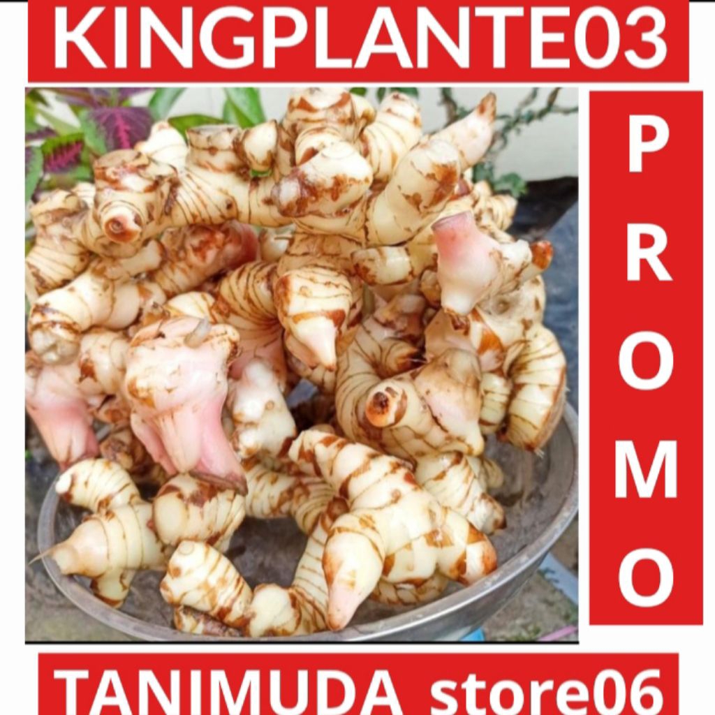 

LENGKUAS LAJA 1KG LENGKUAS/JAHE HUTAN