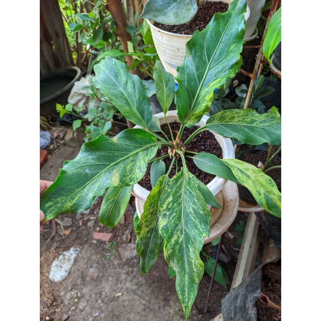 Gelombang cinta variegata putih