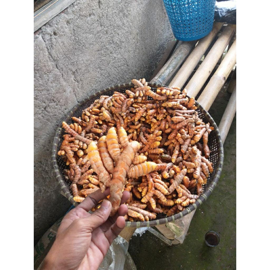 

Termurah Kunyit Kuning Sayur Segar 1kg