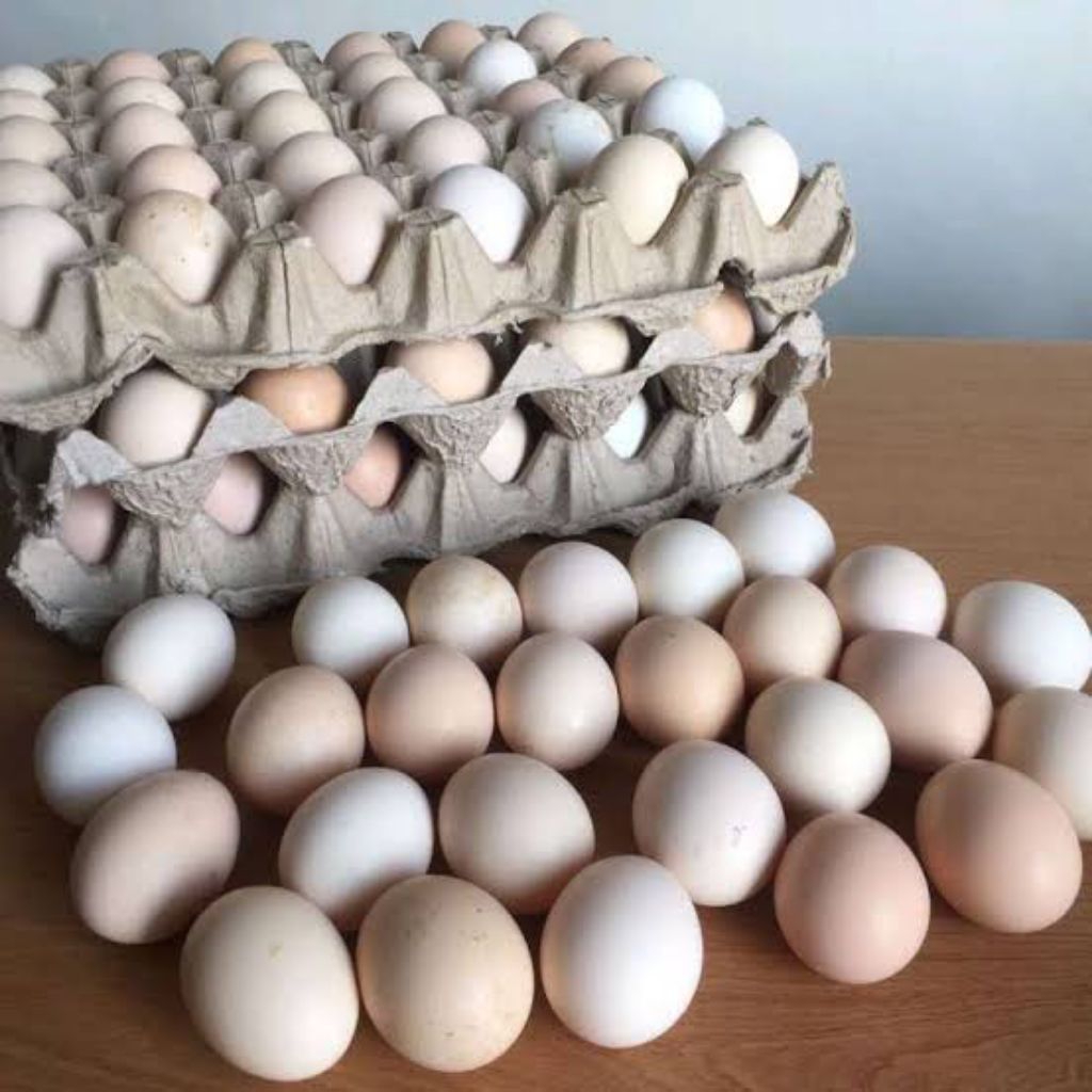 

[KIRIM INSTANT] TELUR AYAM KAMPUNG ASLI TERNAK SENDIRI(1 PAPAN)