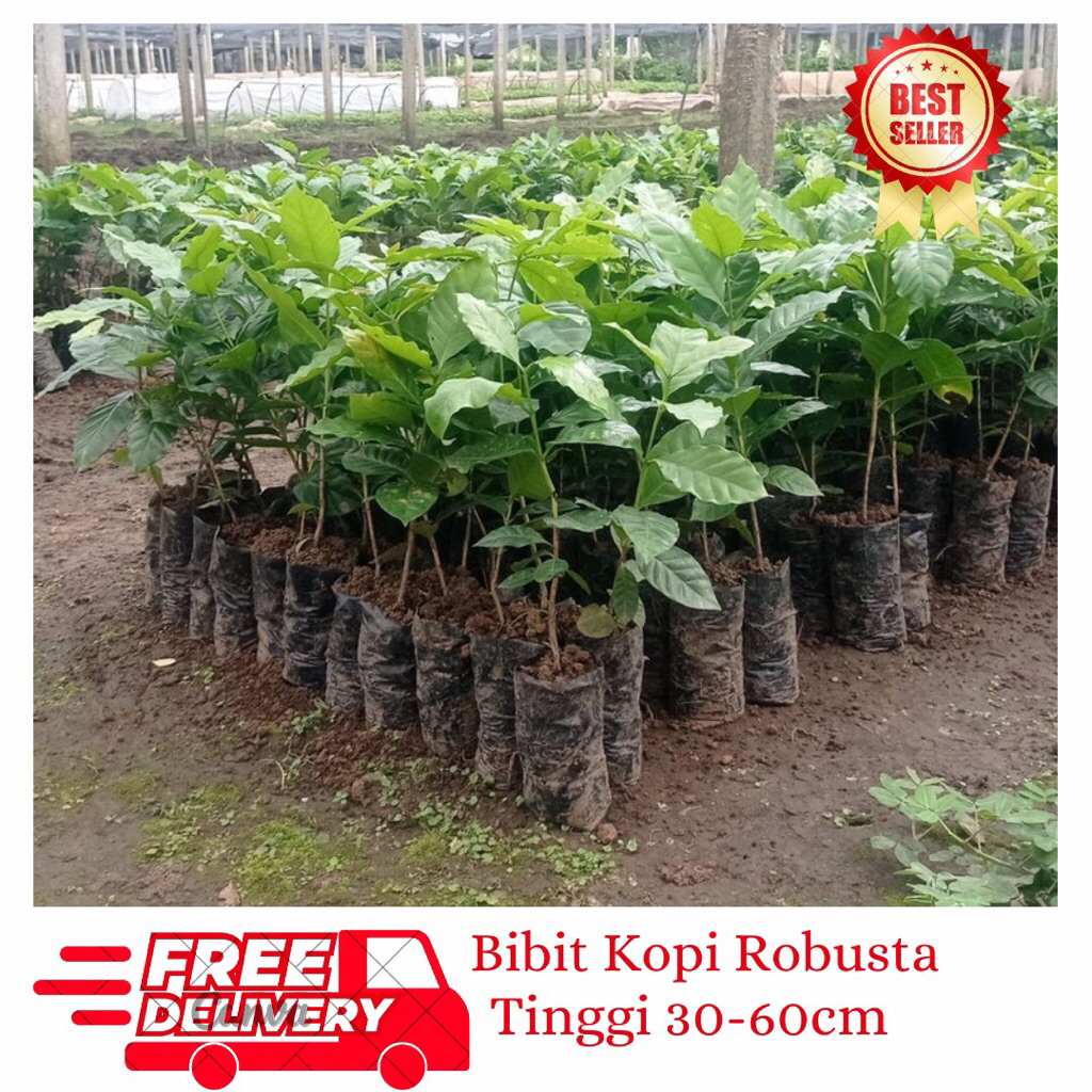 Jual Bibit Kopi Robusta Unggul-Bibit Kopi Robusta Super