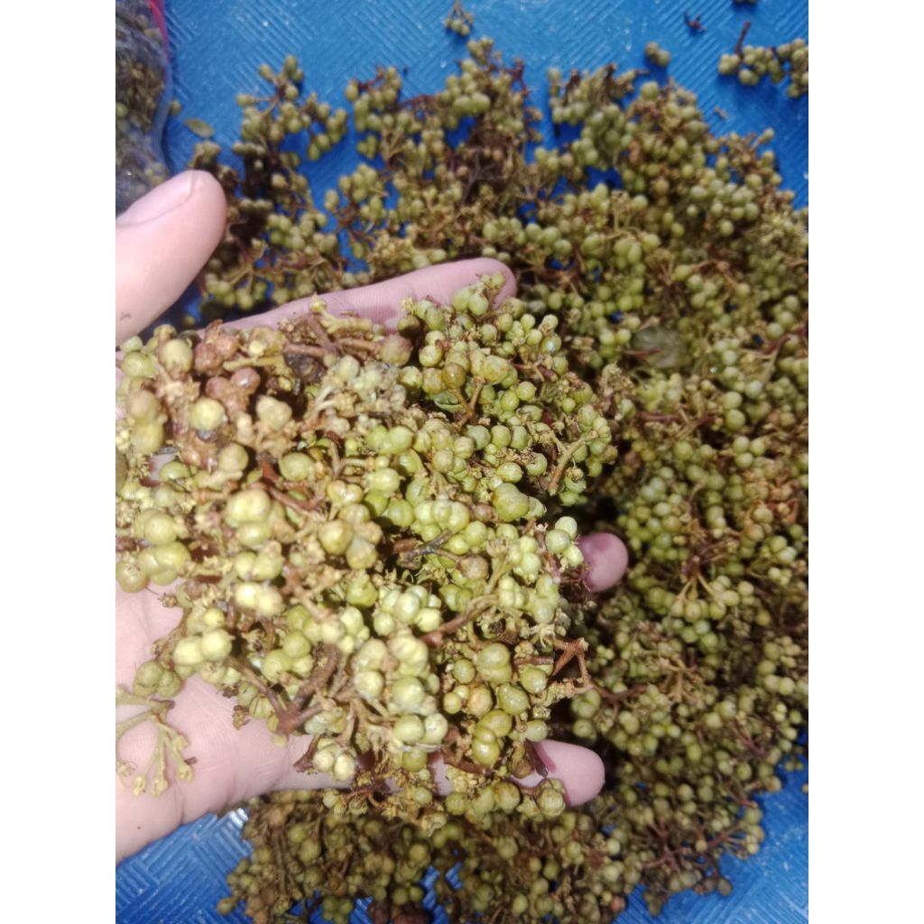 

Andaliman batak segar 50gram