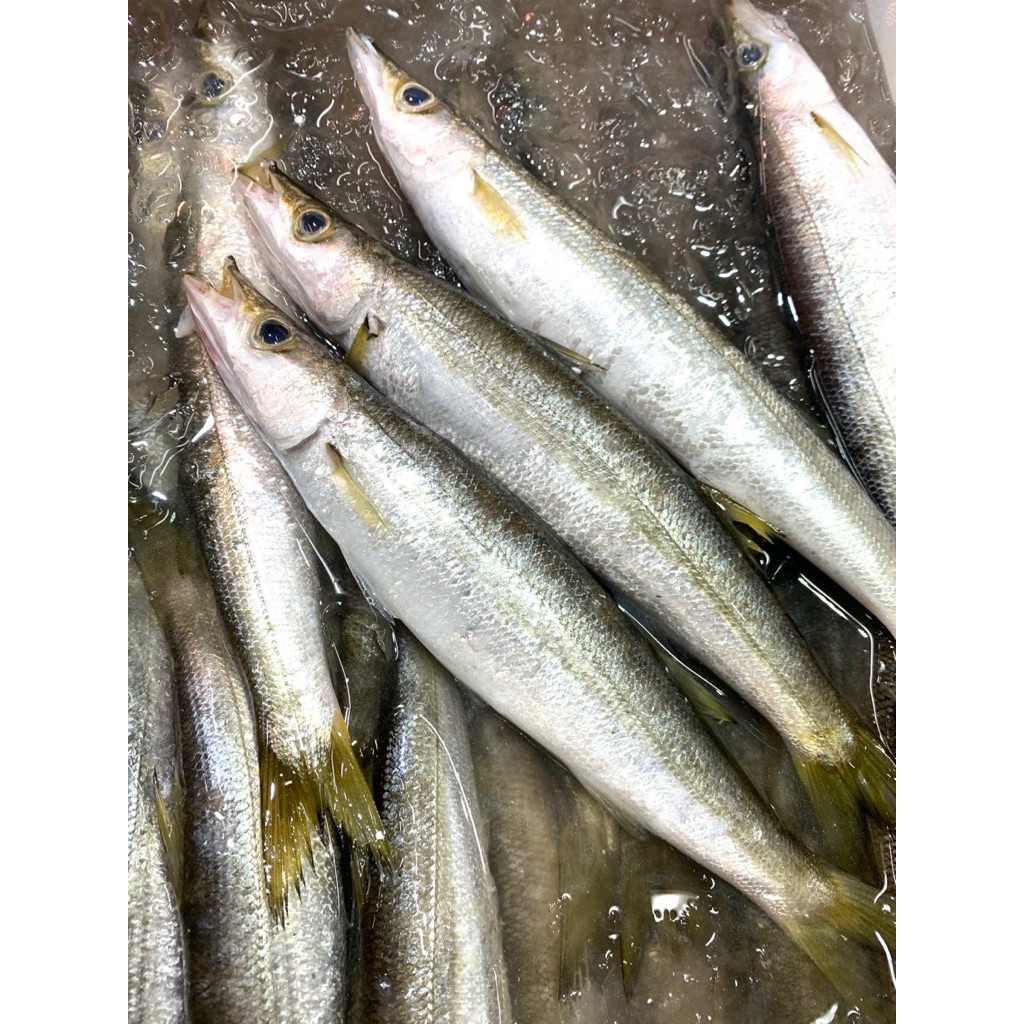 

ikan kacangan perkilo