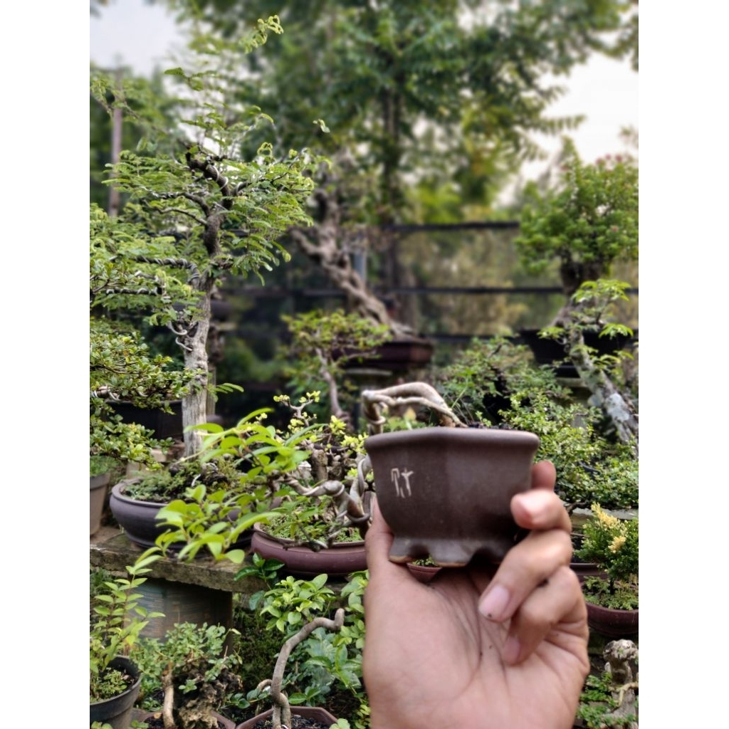 Bonsai Anting Putri Semi Cascade Small