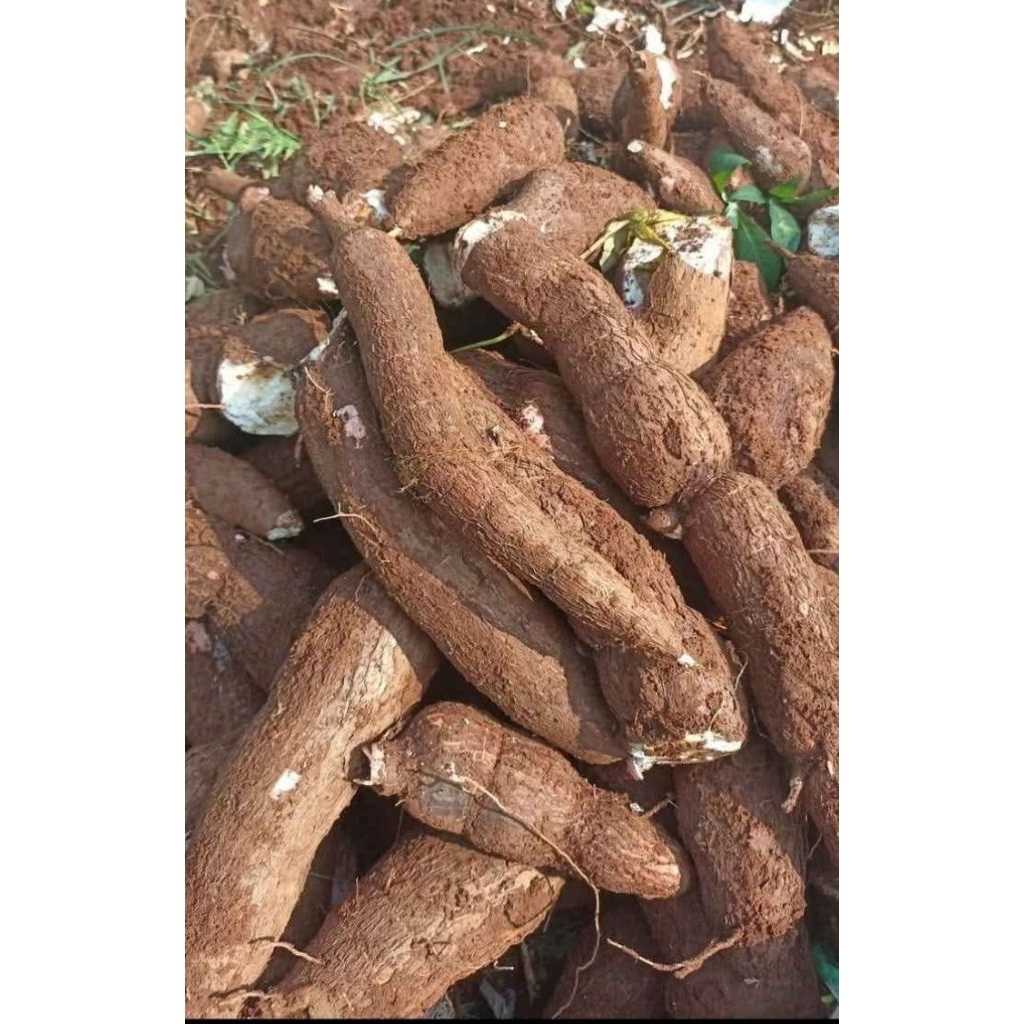 

Singkong Mentah 1kg Pulen Fresh