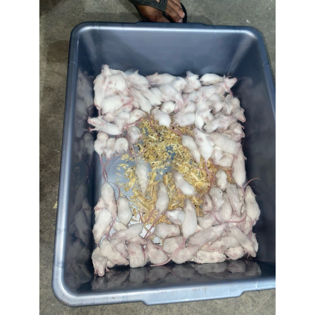 Tikus Putih Mencit (Dewasa)