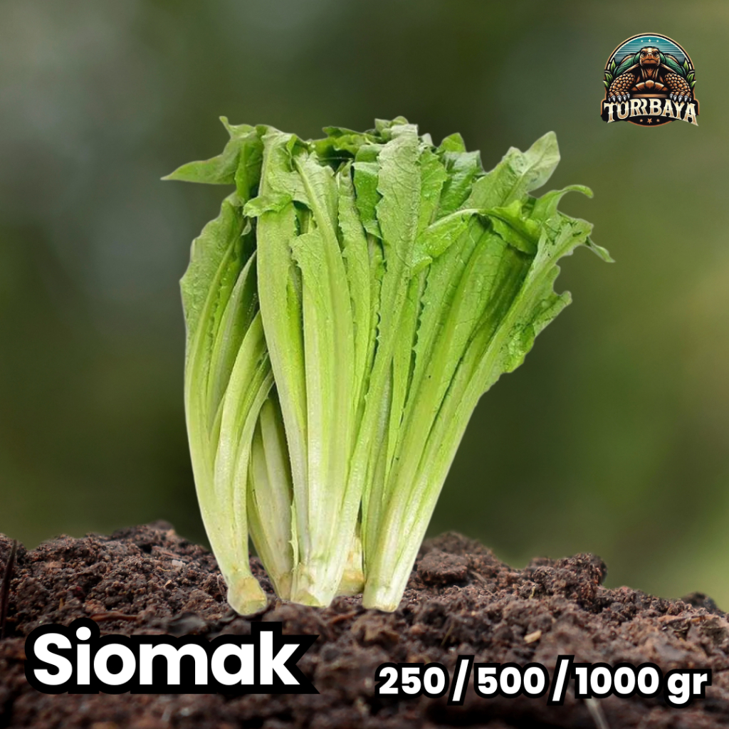 

Sayur Siomak Fresh / Selada Wangi Fresh / Sayur Premium Kura Darat