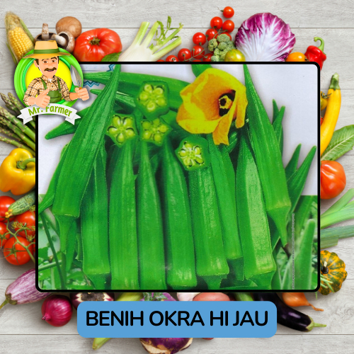 Benih Biji Bijian Sayuran Okra Hijau Okra Merah Benih Pilihan