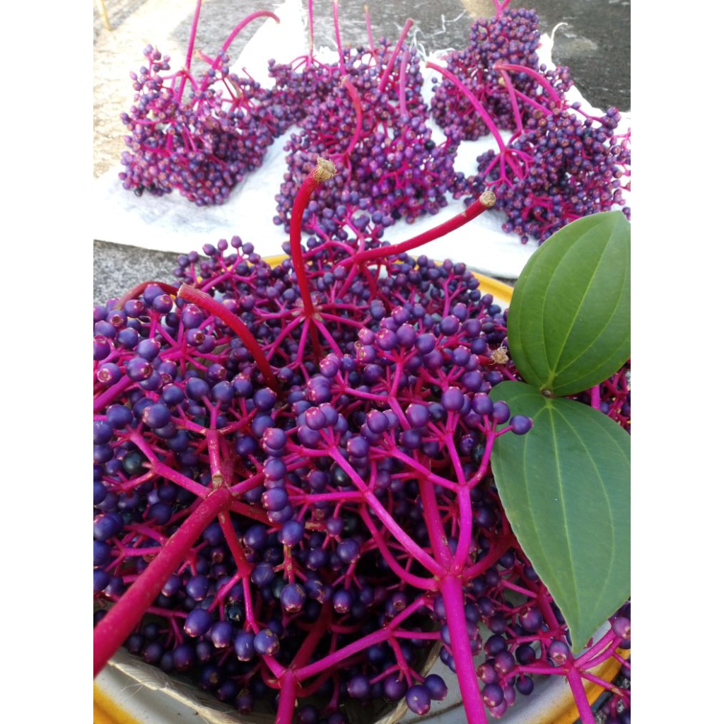 

Parijoto Promil Asli Muria PROMO FREE TESTPACK Kalau Beli 4 Tangkai Segar