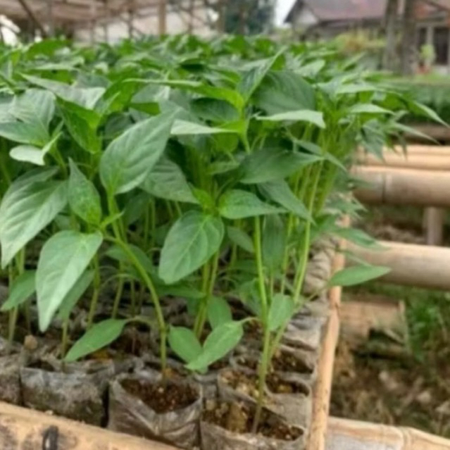 

KEBUN.MUKLIS - Paket 20 Bibit Cabe Hijau Besar Siap Tanam