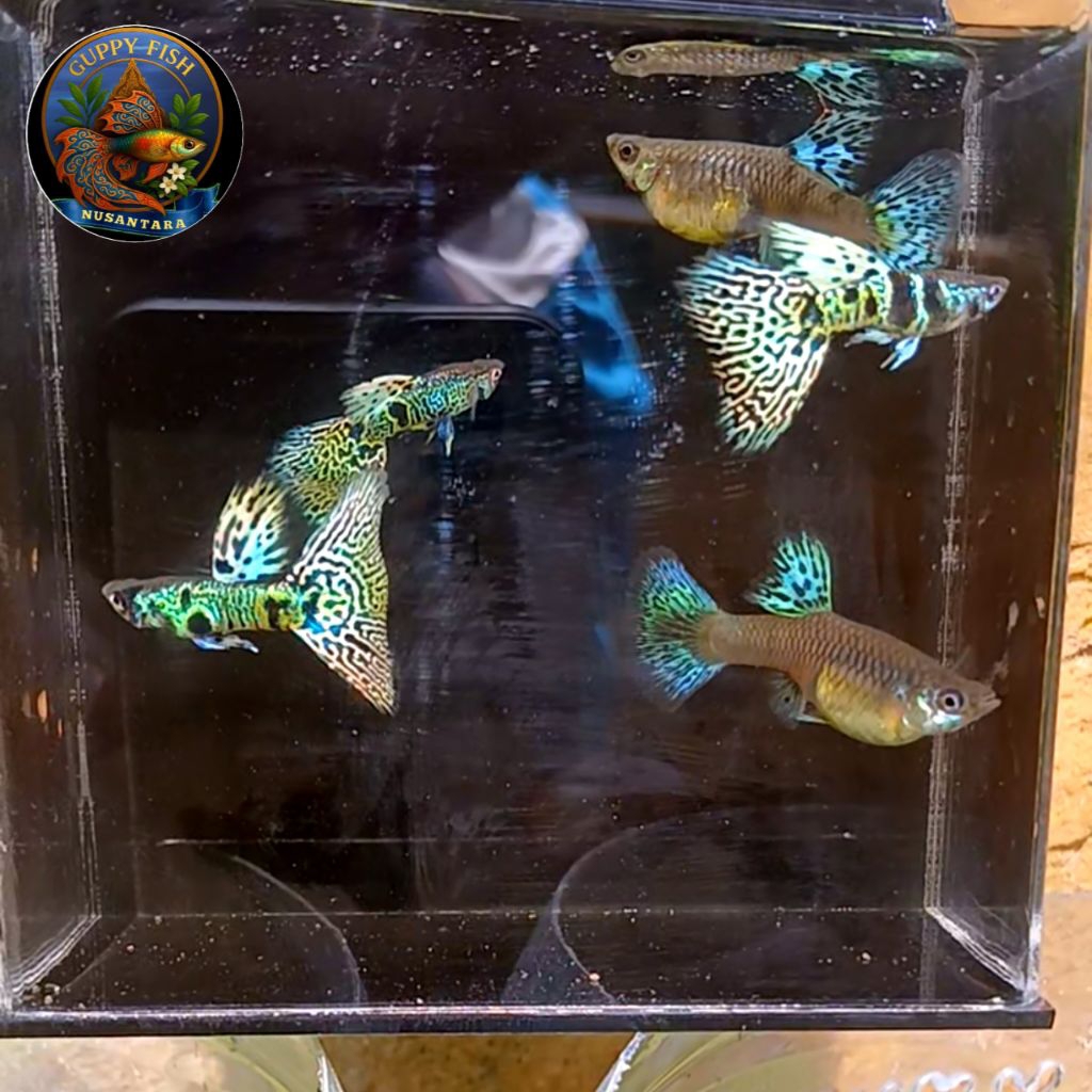 Box kardus | Guppy Yellow Tiger King Cobra