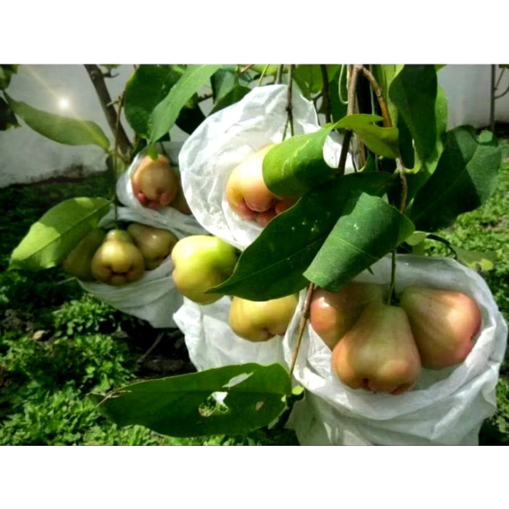 Fruit Cover Easy Grow Pembungkus Buah Jambu,Melon, anggur