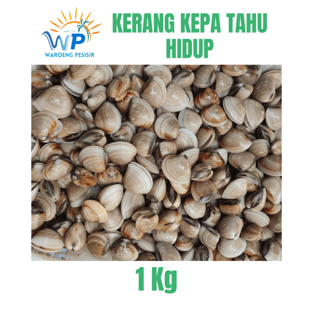 

KERANG TAHU / KEPA – DIJUAL PER KILOGRAM
