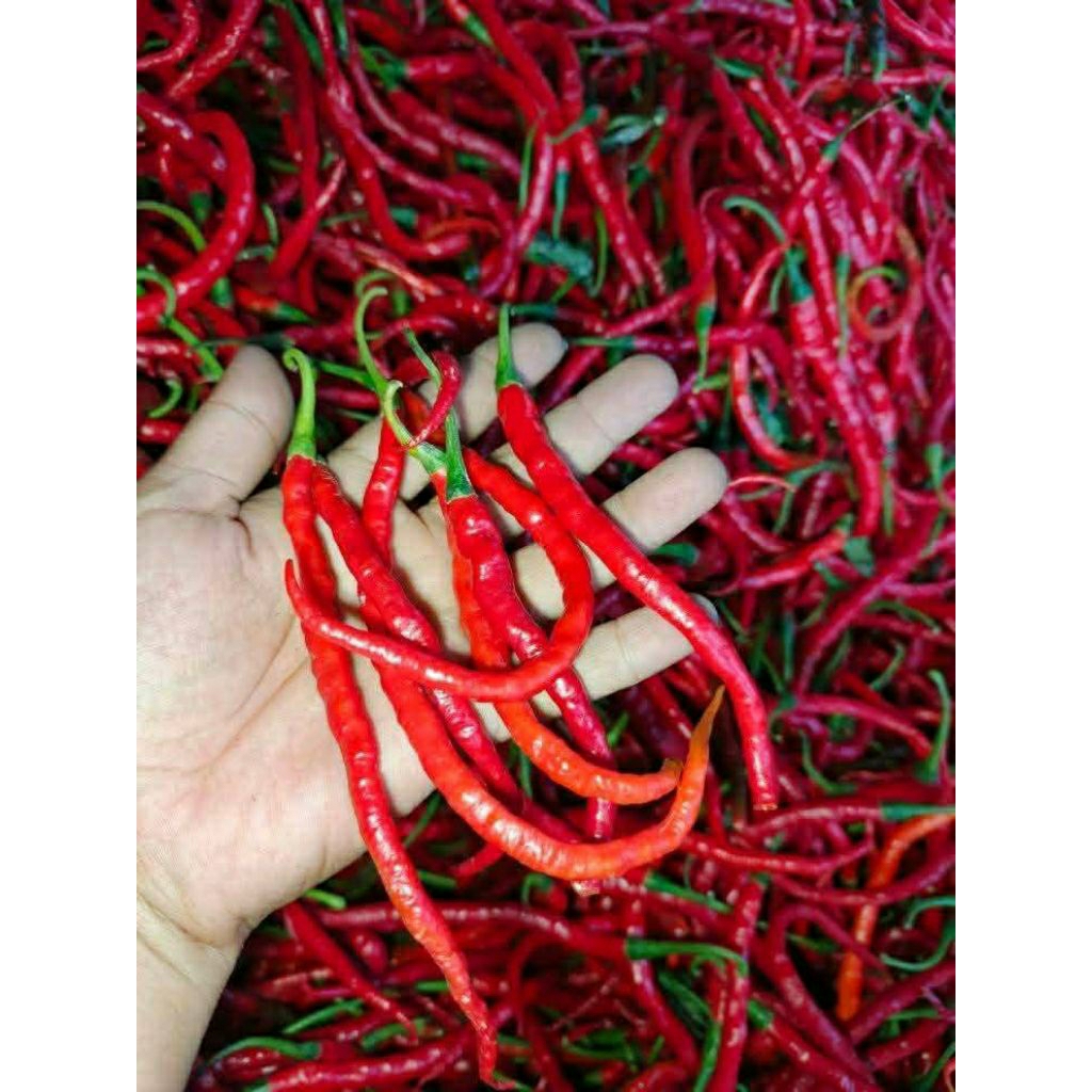 

cabe kriting merah