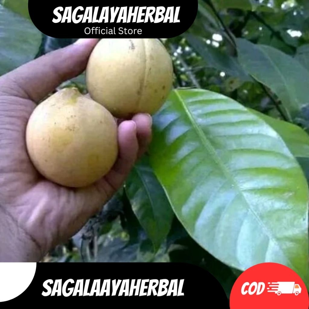 

BUAH PALA UTUH SEGAR FRESH 1KG