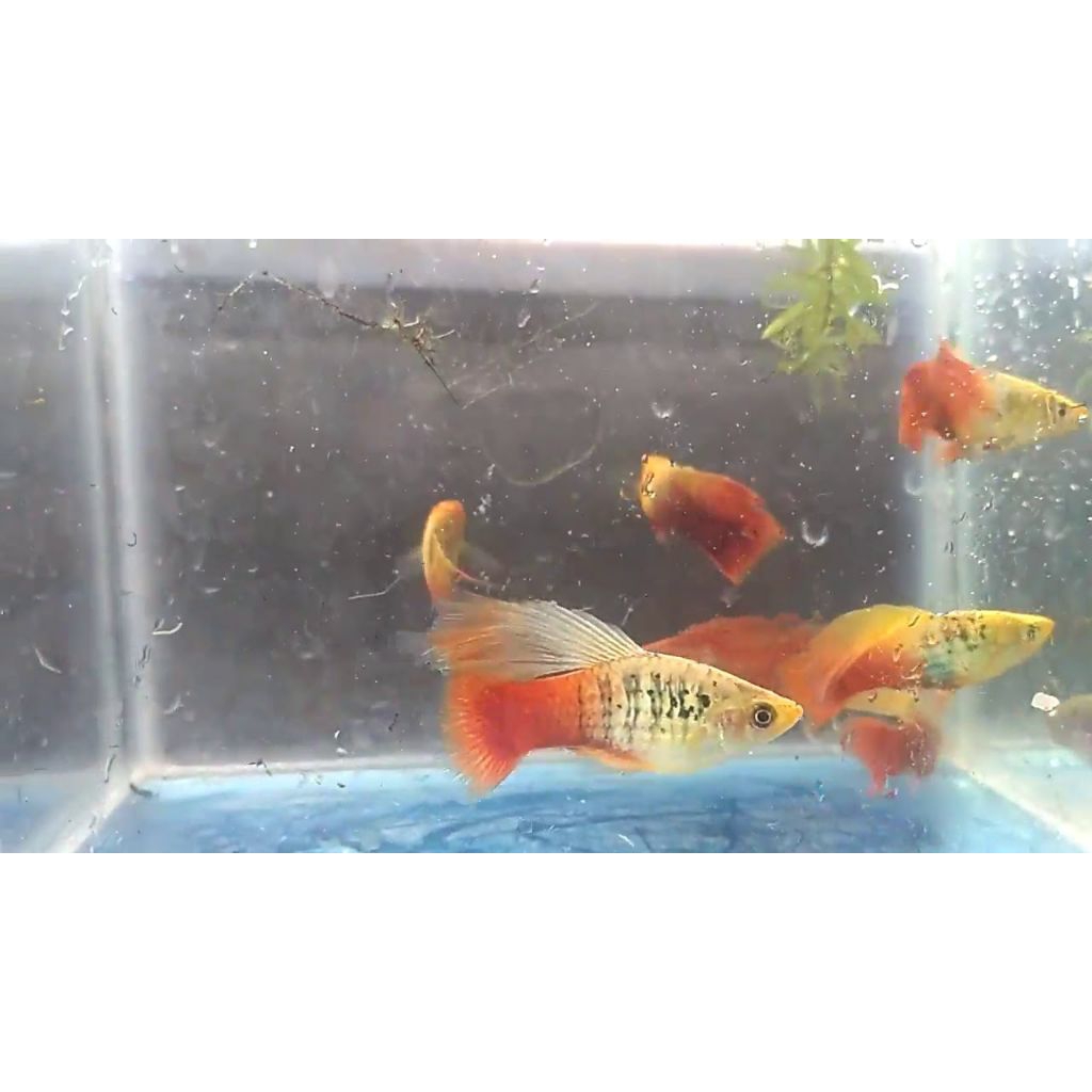 PLATY CENDRAWASI HAWAI HIFIN