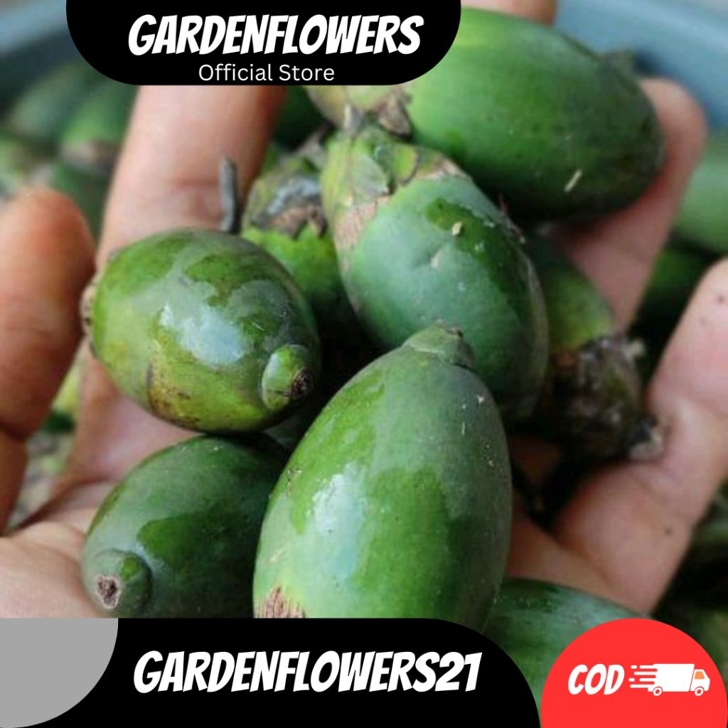 

STAMINA BUAH PINANG MUDA SEGAR FRESH SATUAN segar organic