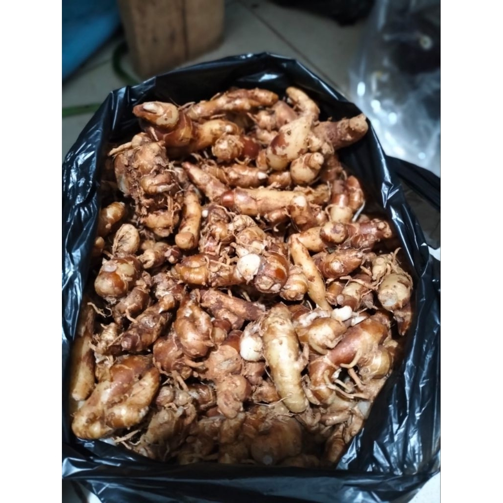 

Kencur Super 1kg / Kencur Tua / Kencur Bandung