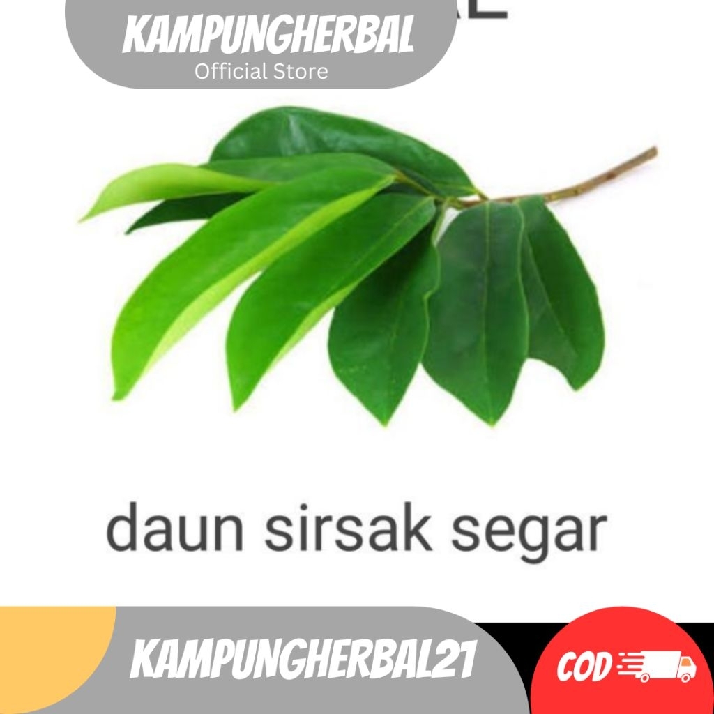 

DAUN SIRSAK SEGAR HERBAL TRADISIONAL 100LEMBAR FRESHH