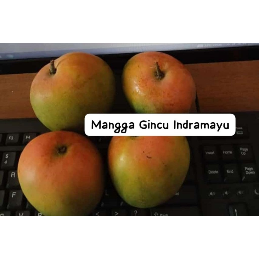 

MANGGA GINCU INDRAMAYU ASLI 1 KG