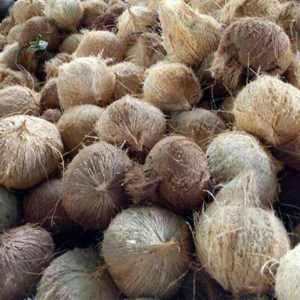 

Buah kelapa sudah di kupas kelapa tua super