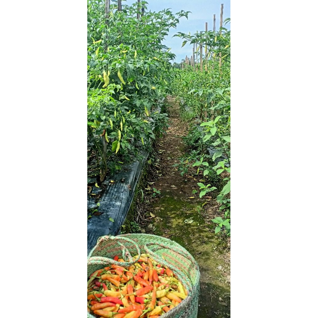 

Cabe / Cabai Rawawit Merah 1kg