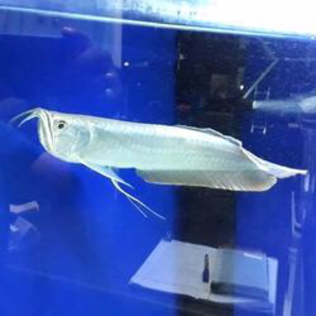 hiasan aquarium arwana silver red kebutuhan aquascape/tankmate