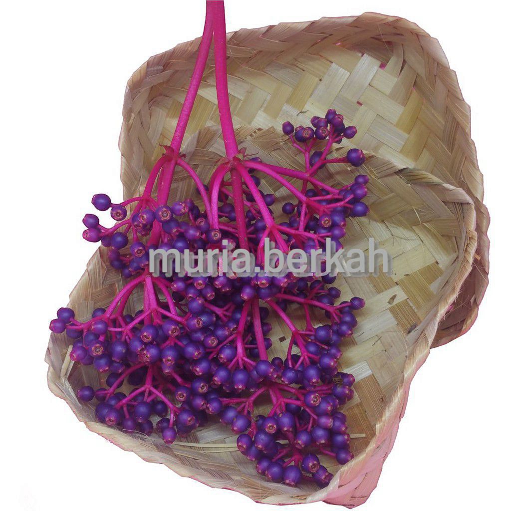 

Parijotho Paket Hemat 2 Tangkai Buah Parijoto Bumil Promil