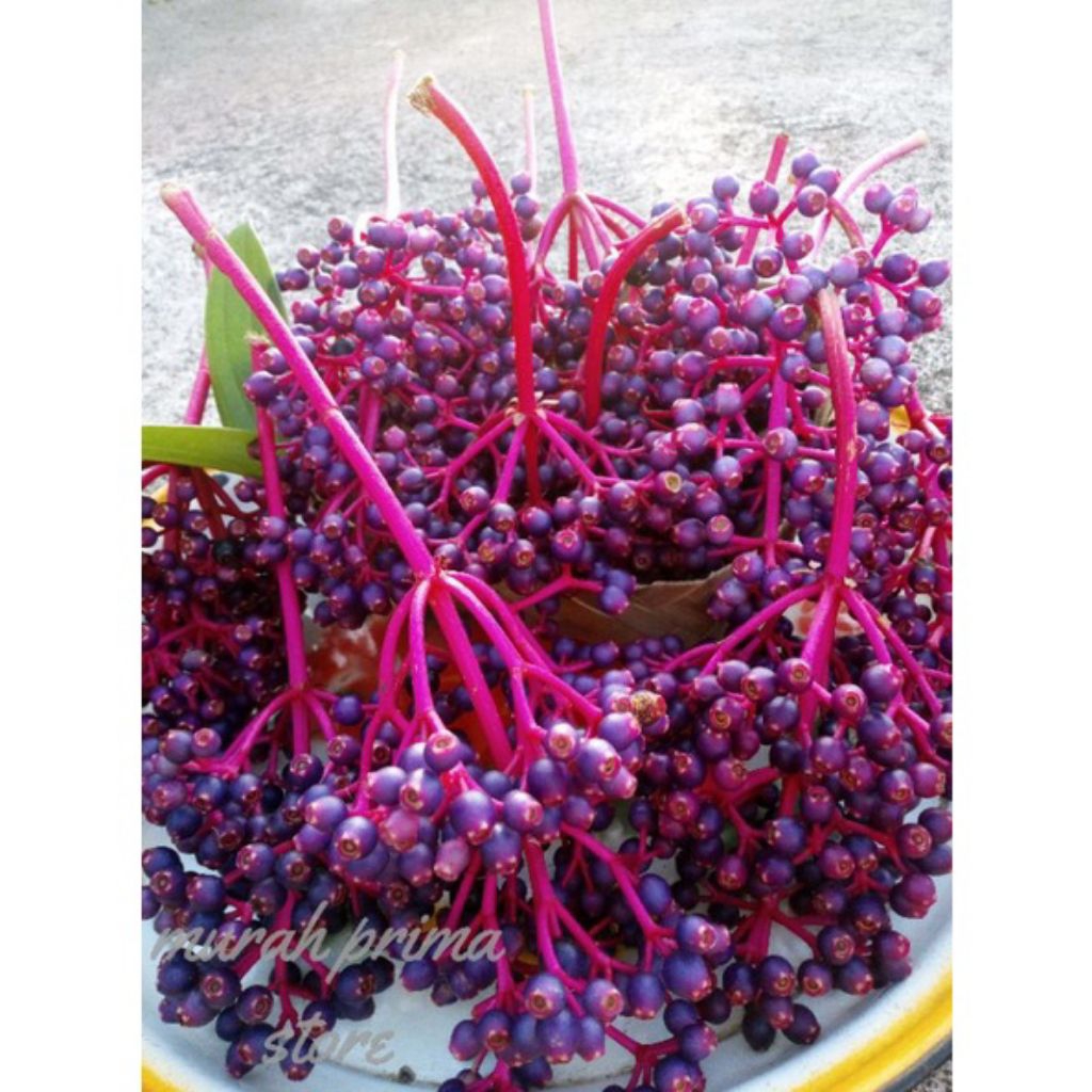 

Parijoto Muria Promil Buah Parijoto Segar Ibu Hamil