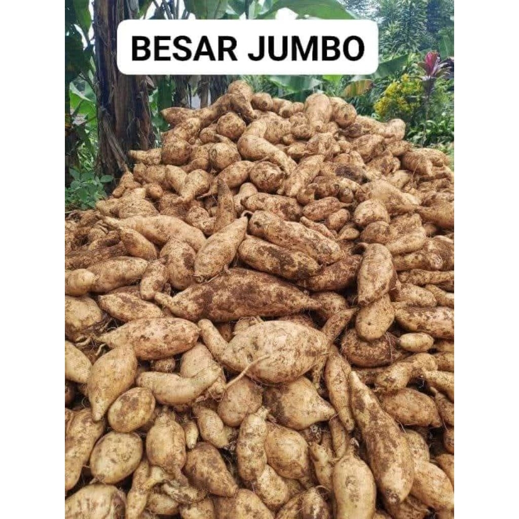 

ubi cilembu besar