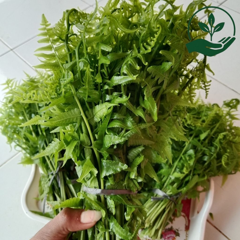

Pakis Sayur Fresh Muda Enak