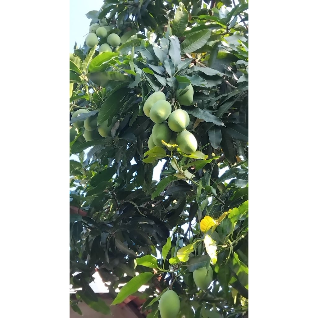 

mangga madu/ mangga krompol 1kg.