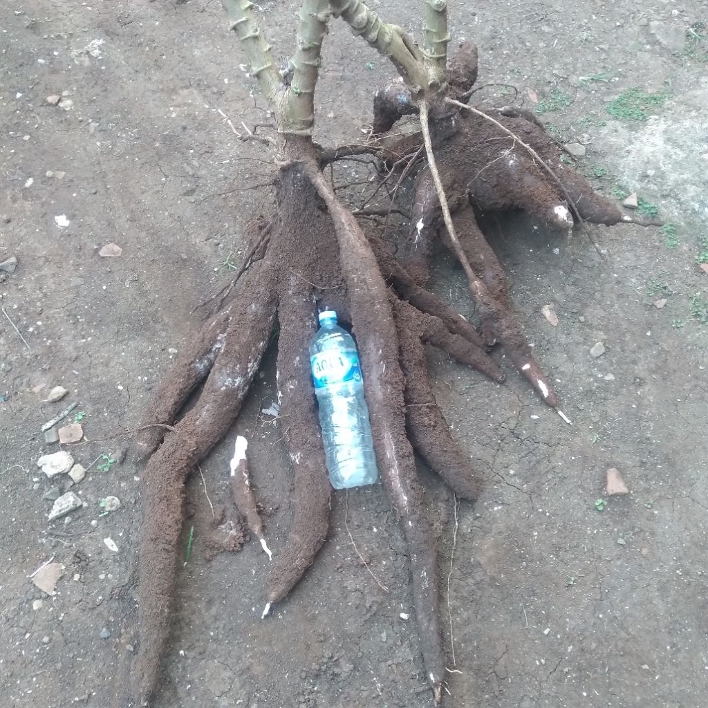 bibit stek (cutting) ketela ketan