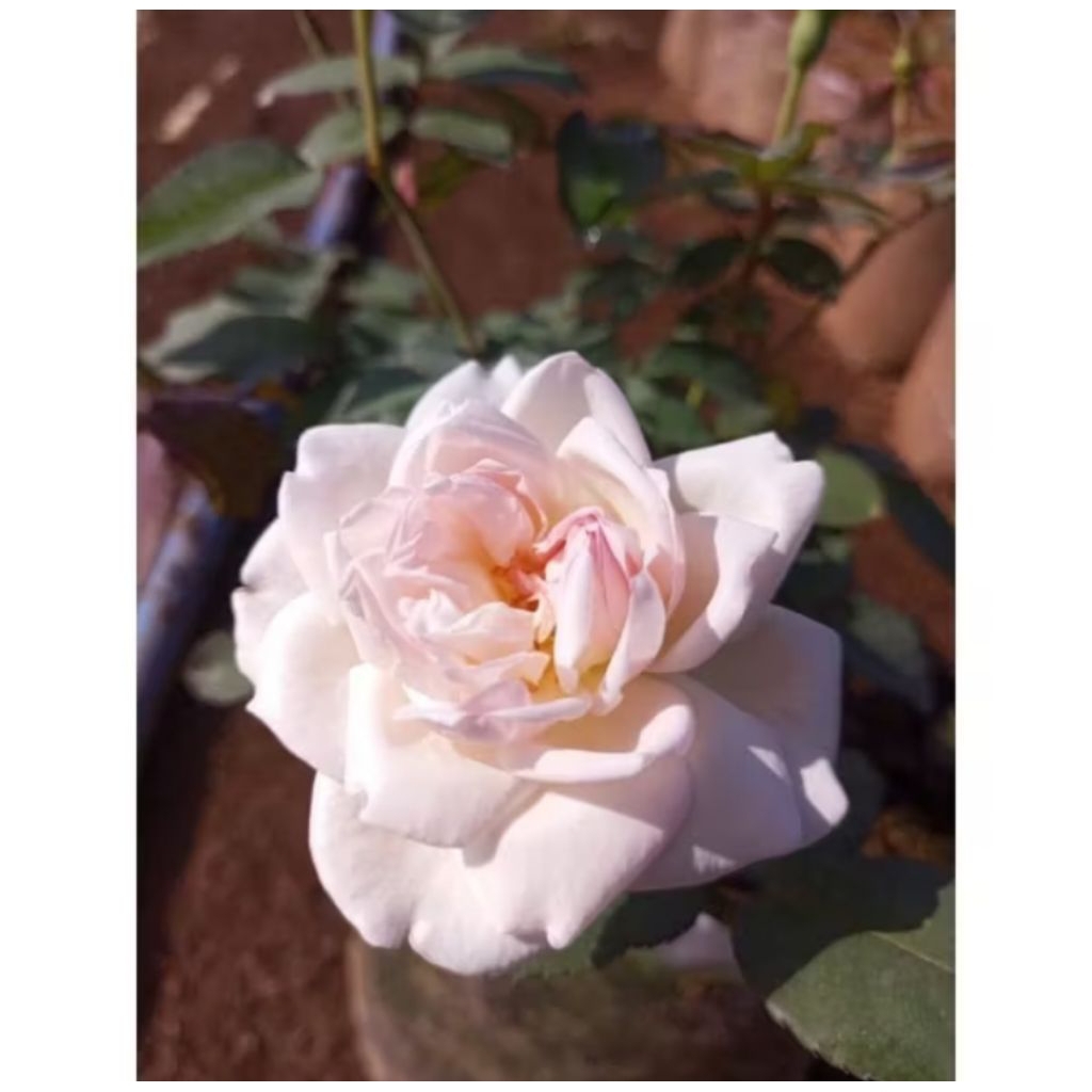 MAWAR KAMPUNG PUTIH (wangi strong)